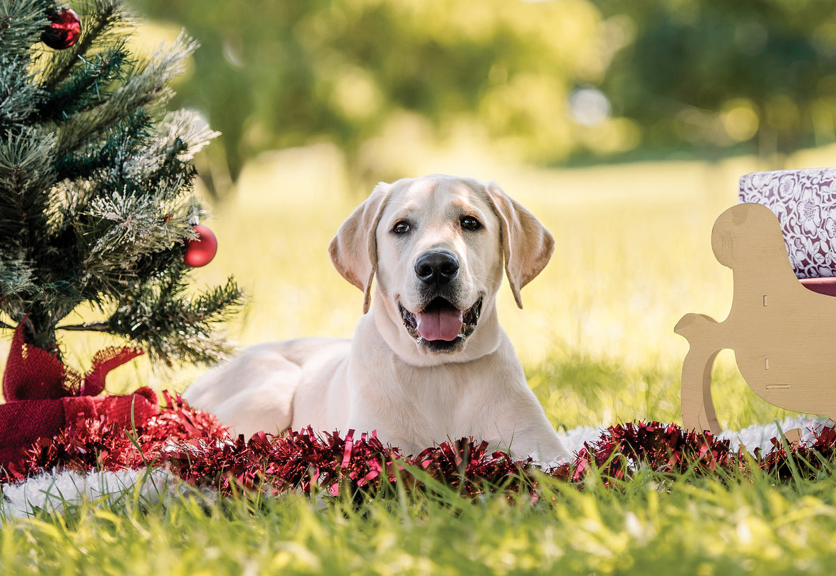 Yellow Labrador lies on grass next to Christmas decorations while looking at camera.